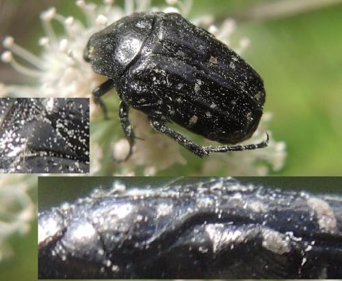 Oxythyrea funesta